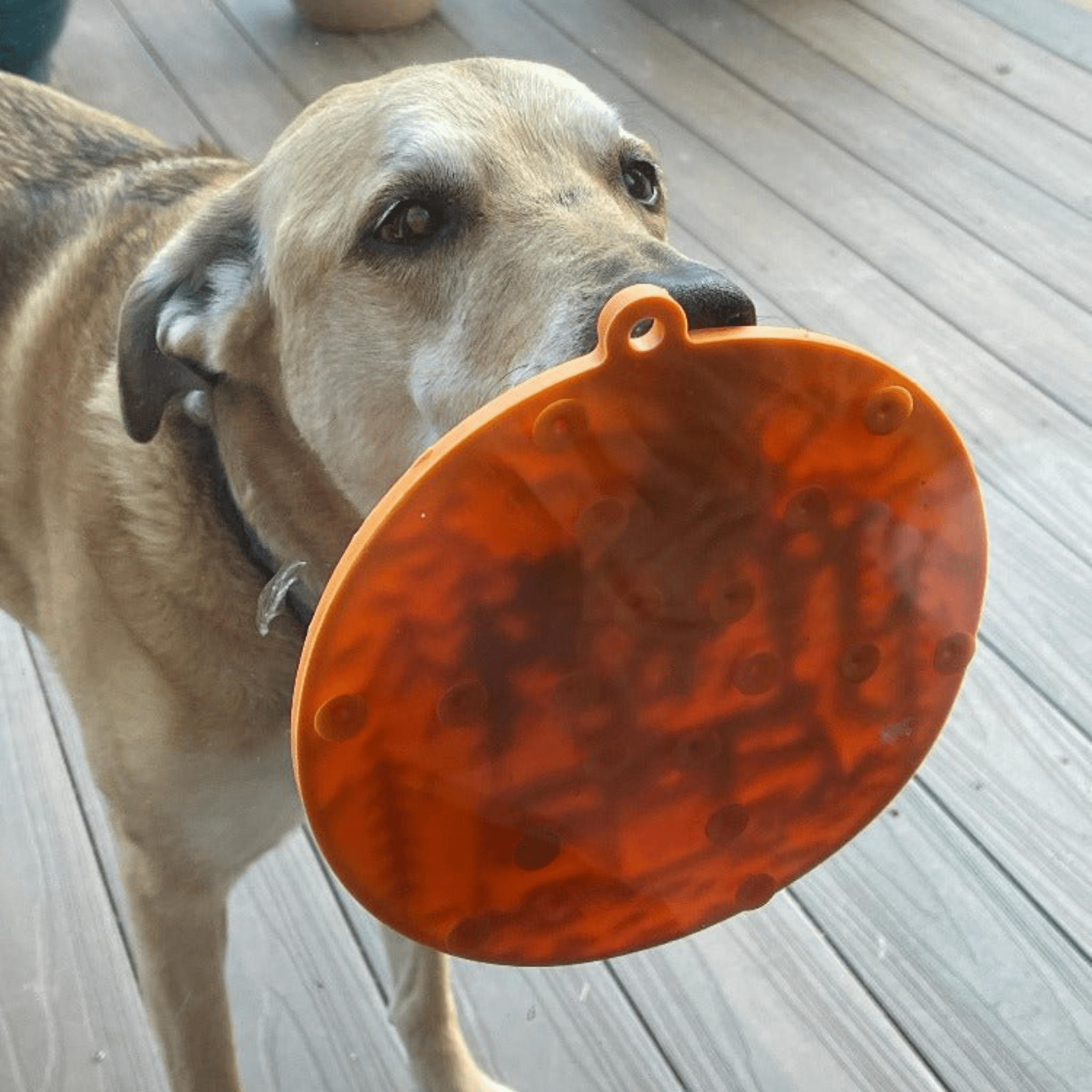 Fast Shipping：Dog Lick Mats with Suction Cups