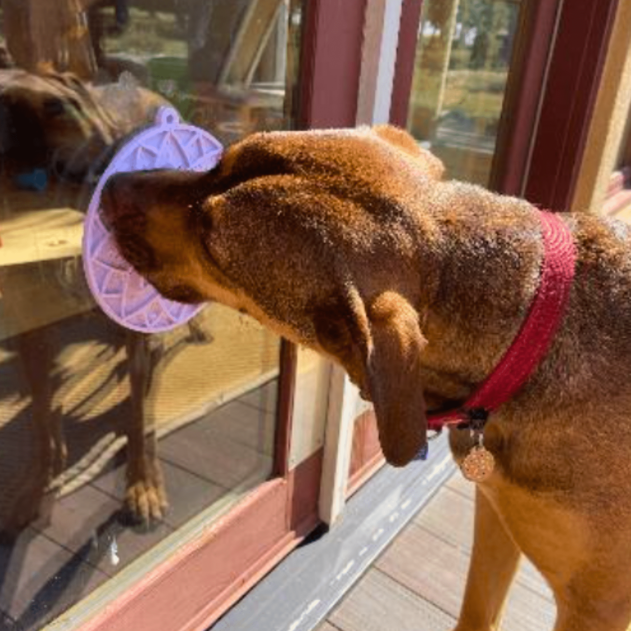 Fast Shipping：Dog Lick Mats with Suction Cups