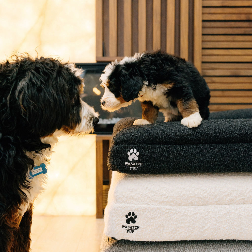 Don't Wait for the Limp — Memory Foam Joint Support for Dogs & Cats