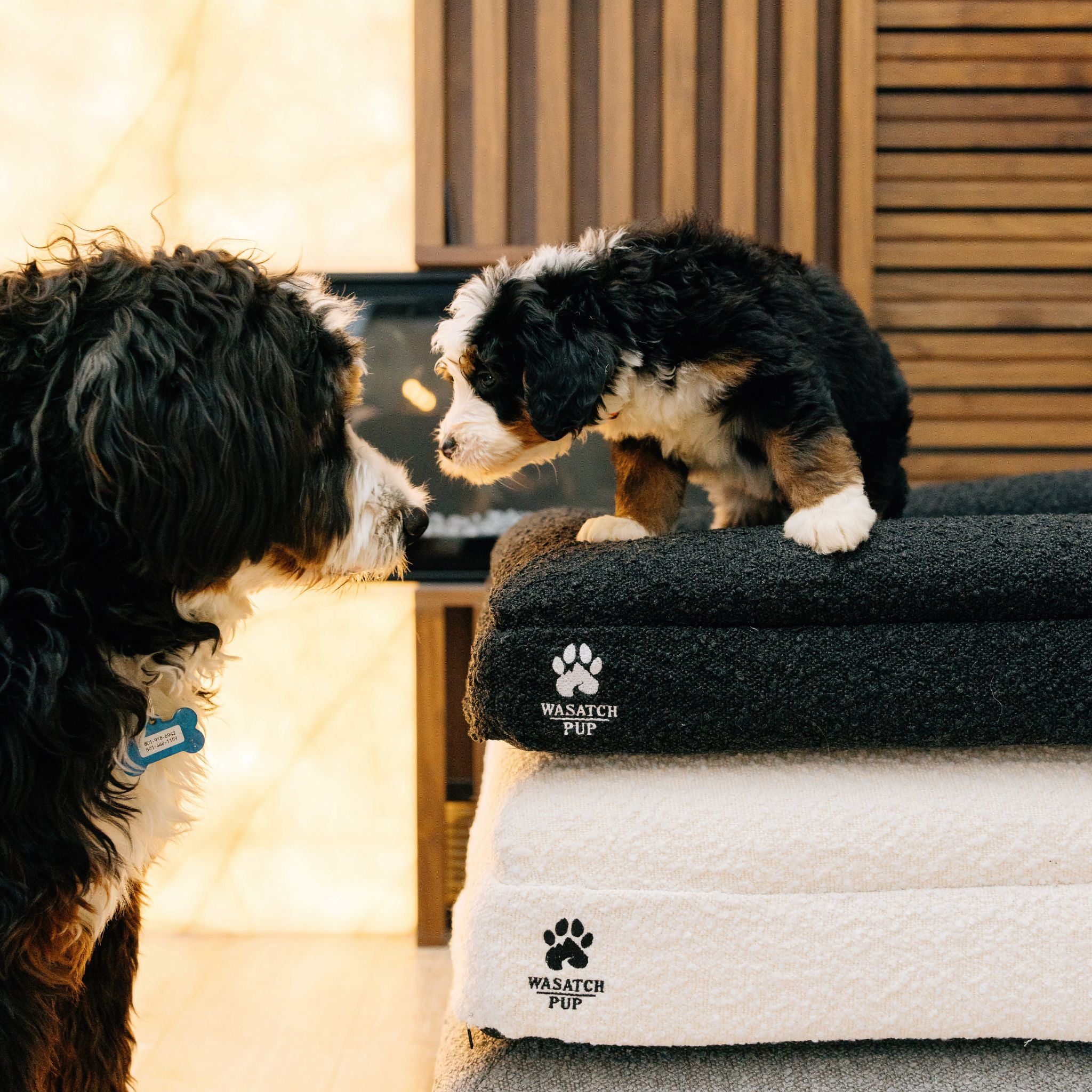 Don't Wait for the Limp — Memory Foam Joint Support for Dogs & Cats