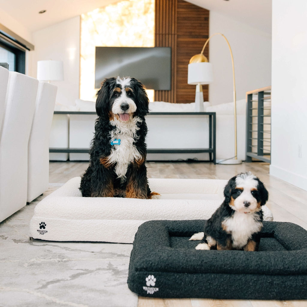 Don't Wait for the Limp — Memory Foam Joint Support for Dogs & Cats