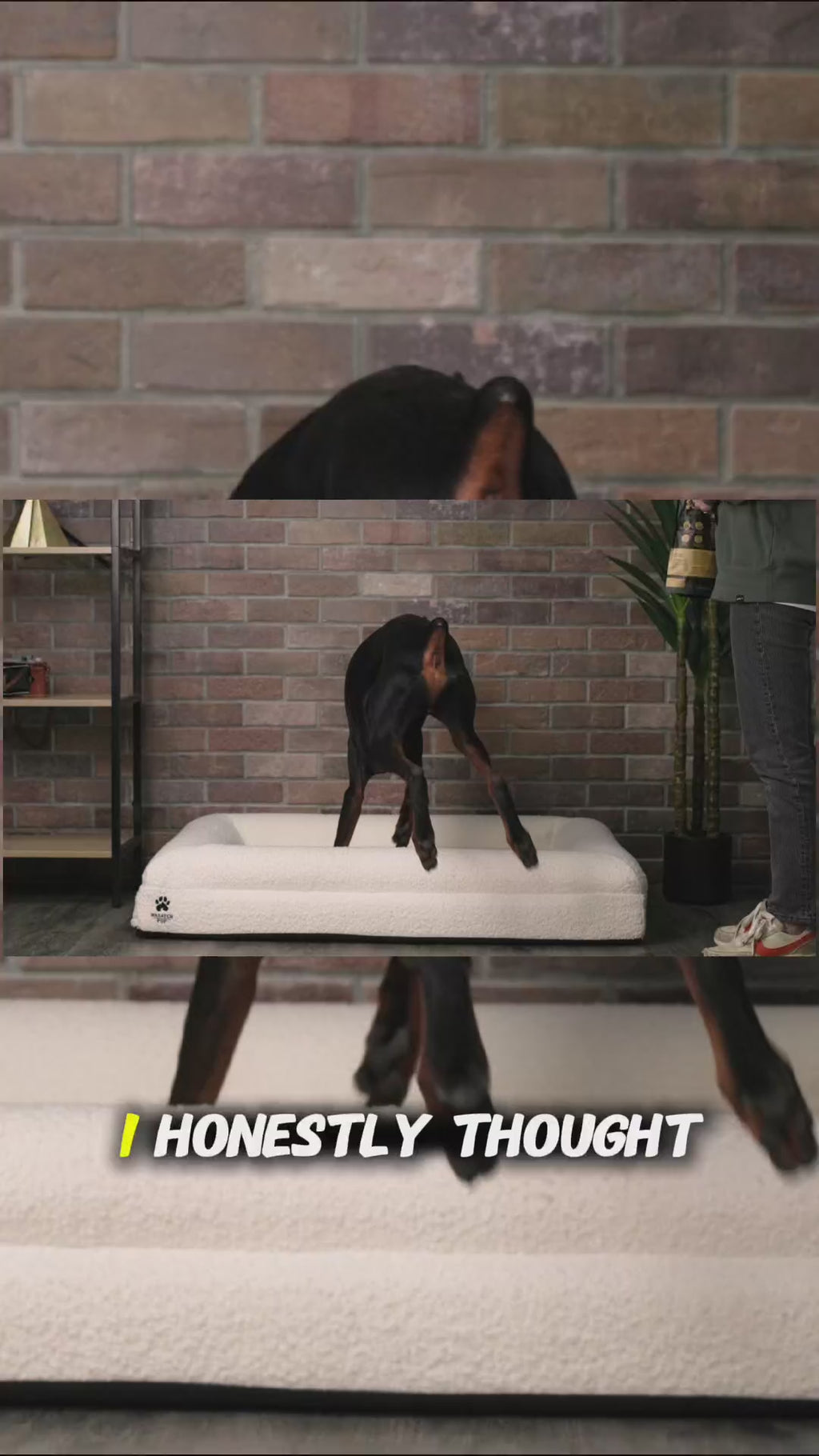 Don't Wait for the Limp — Memory Foam Joint Support for Dogs & Cats