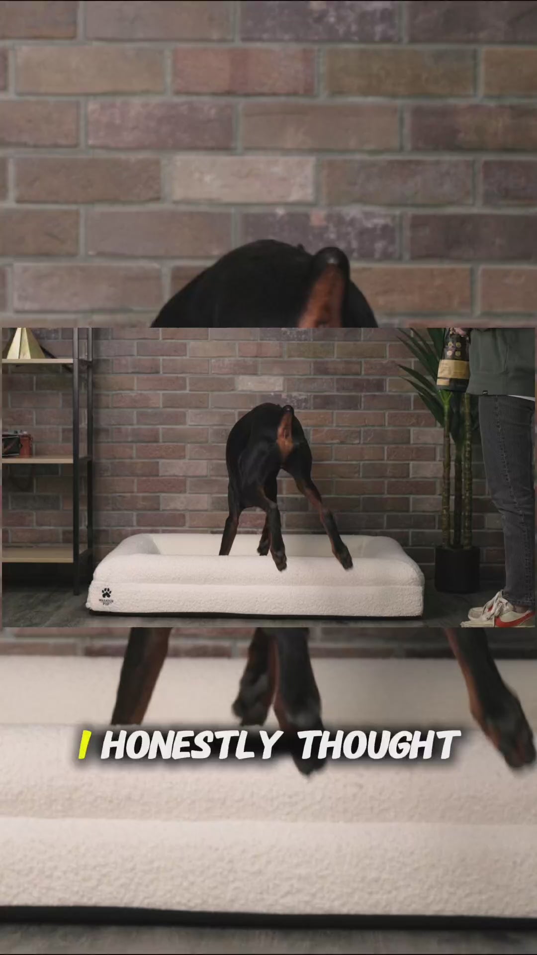 Don't Wait for the Limp — Memory Foam Joint Support for Dogs & Cats